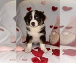 Small #18 Australian Shepherd