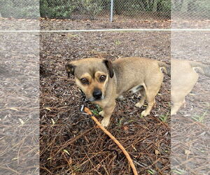 Chug Dogs for adoption in San Diego, CA, USA