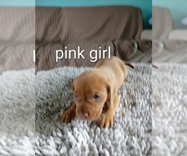Medium Photo #14 Beagle Puppy For Sale in COCOA, FL, USA