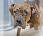 Small #1 American Staffordshire Terrier