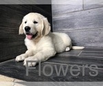 Small Photo #7 Golden Retriever Puppy For Sale in PURDY, MO, USA