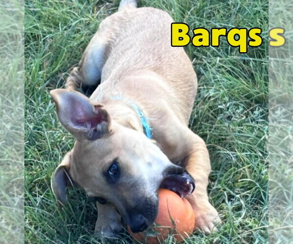 Medium Photo #12 Dachshund-Unknown Mix Puppy For Sale in San Antonio, TX, USA