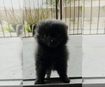 Small Pomeranian