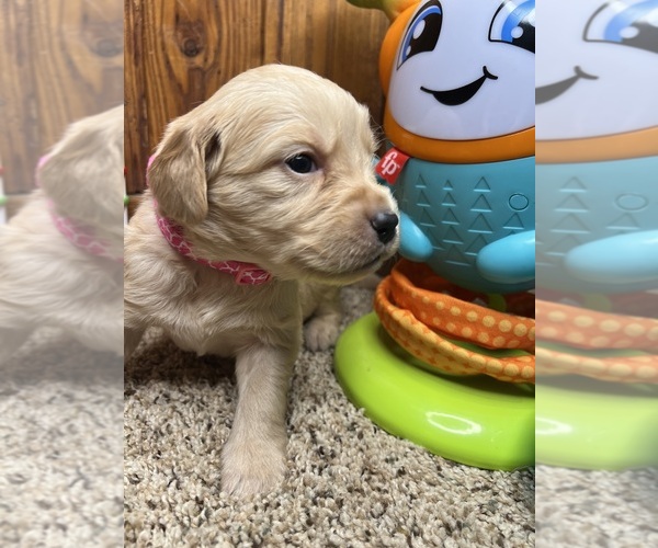Medium Photo #4 Golden Retriever Puppy For Sale in NEOLA, WV, USA