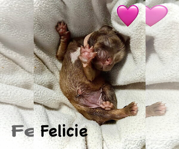 Medium Photo #10 American Staffordshire Terrier-Unknown Mix Puppy For Sale in Holly Springs, NC, USA