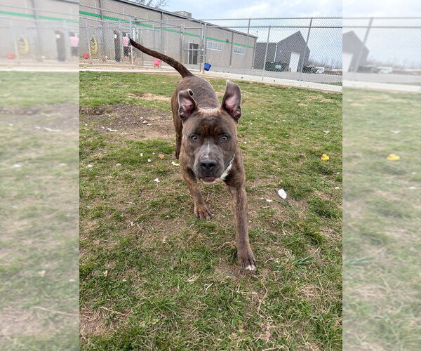 Medium Photo #3 American Staffordshire Terrier Puppy For Sale in Pierceton , IN, USA