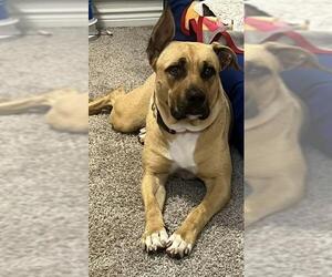 Mastiff Dogs for adoption in San Antonio, TX, USA