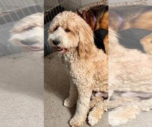 Father of the Double Doodle puppies born on 06/11/2025