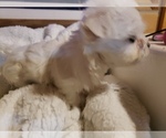 Puppy Puppy 2 Maltese