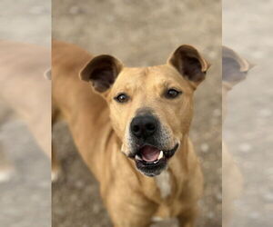 Labrador Retriever-Unknown Mix Dogs for adoption in Corning, AR, USA