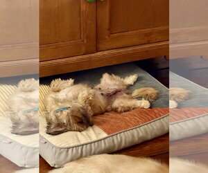 Zoe - Female Shih Tzu Dog for Adoption - Photo #4