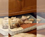 Small Photo #4 Shih Tzu Puppy For Sale in St. Louis Park, MN, USA