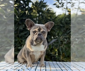 French Bulldog Puppy for sale in OJAI, CA, USA