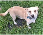 Small #3 Beagle Mix