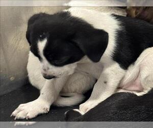 Border Collie-Unknown Mix Dogs for adoption in Conroe, TX, USA