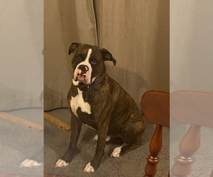 Father of the Boxer puppies born on 08/20/2026