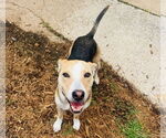 Small #2 Labrador Retriever Mix