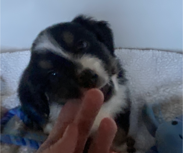 Medium Photo #5 Miniature American Shepherd Puppy For Sale in PLACERVILLE, CA, USA
