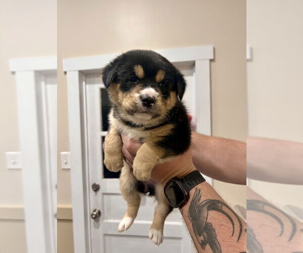 Medium Photo #2 German Shepherd Dog-Unknown Mix Puppy For Sale in Lakewood, CO, USA