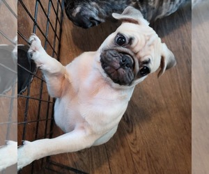 Pug Puppy for sale in FARMINGTON, MO, USA