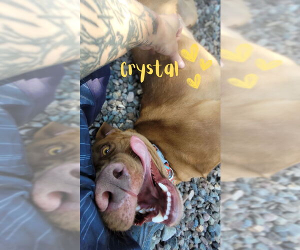 Medium Photo #8 American Pit Bull Terrier-American Staffordshire Terrier Mix Puppy For Sale in Monte Vista, CO, USA