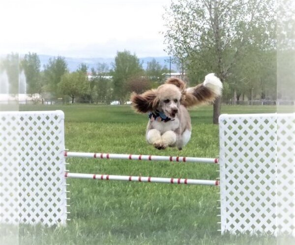 Medium Photo #20 Bordoodle Puppy For Sale in OLATHE, CO, USA