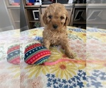 Puppy Pink Goldendoodle (Miniature)