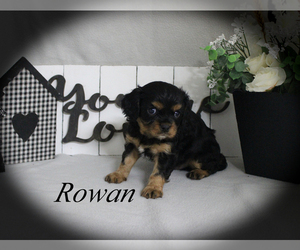 Cavalier King Charles Spaniel Puppy for sale in CHANUTE, KS, USA