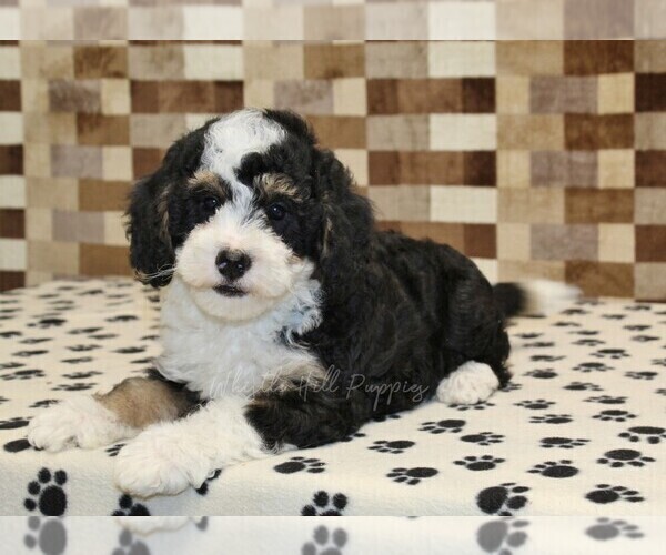 Medium Photo #3 Bernedoodle (Miniature) Puppy For Sale in DENVER, PA, USA