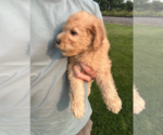 Small #1 Goldendoodle (Miniature)