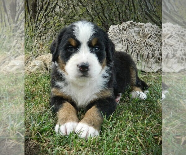 Medium Photo #20 Bernese Mountain Dog Puppy For Sale in CLARE, MI, USA