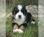 Small Photo #20 Bernese Mountain Dog Puppy For Sale in CLARE, MI, USA