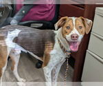 Small #19 Beagle Mix