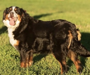 Mother of the Bordernese puppies born on 04/08/2026