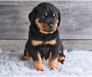 Rottweiler Puppy for sale in MILLERSBURG, OH, USA