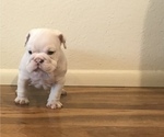 Small Photo #5 Bulldog Puppy For Sale in CHANDLER, AZ, USA