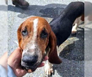 Basset Hound Dogs for adoption in Deepwater, NJ, USA