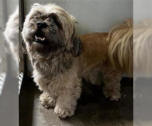 Shih Tzu Dogs for adoption in Santa Maria, CA, USA