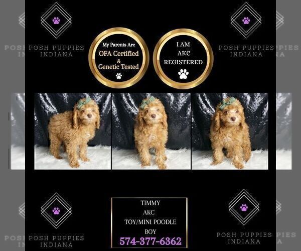 Medium Photo #124 Poodle (Toy) Puppy For Sale in WARSAW, IN, USA