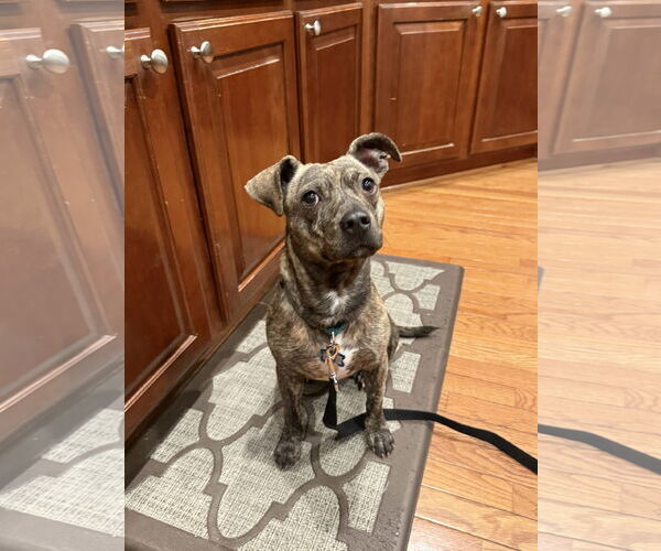 Medium Photo #3 Mutt Puppy For Sale in Washington, DC, USA