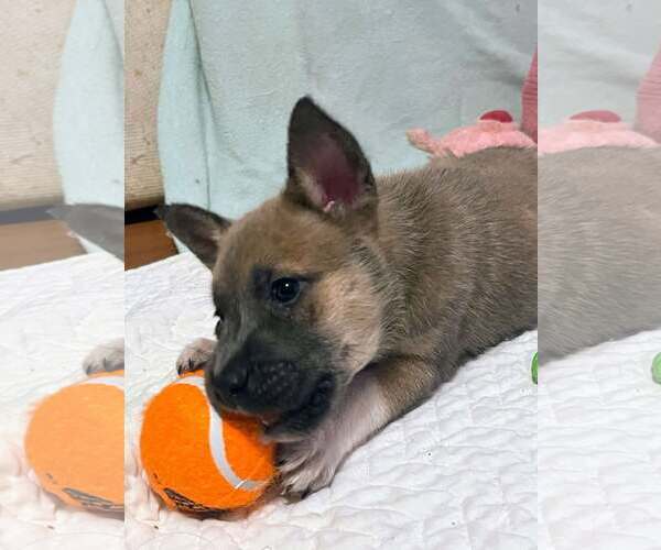 Medium Photo #6 Mutt Puppy For Sale in Westwood, NJ, USA