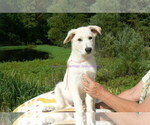 Small Photo #4 German Shepherd Dog Puppy For Sale in PIEDMONT, MO, USA