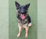 Small German Shepherd Dog