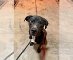 Small #23 Labrador Retriever Mix