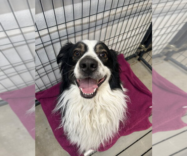Medium Photo #1 Australian Shepherd Puppy For Sale in Foristell, MO, USA