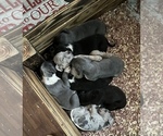 Small Photo #11 Great Dane Puppy For Sale in WINSTON-SALEM, NC, USA