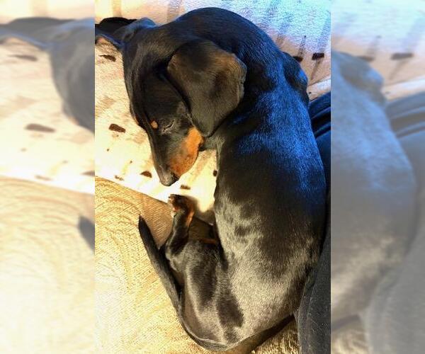 Medium Photo #3 Dachshund Puppy For Sale in Los Angeles, CA, USA