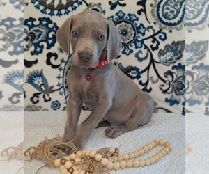 Medium Weimaraner