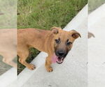 Small #6 Labrador Retriever Mix