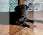 Small #11 Mastiff
